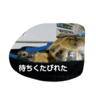 リクガメのかすぴちゃん（個別スタンプ：16）