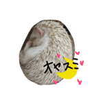ハローハリースマイル（個別スタンプ：1）