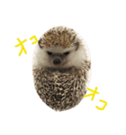 ハローハリースマイル（個別スタンプ：2）