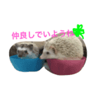 ハローハリースマイル（個別スタンプ：5）