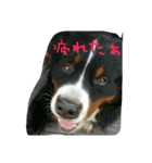 バディのつぶやき（個別スタンプ：1）