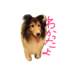 ワンコロりん（個別スタンプ：1）