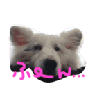 ワンコロりん（個別スタンプ：4）