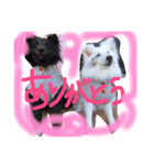 ワンコロりん（個別スタンプ：8）