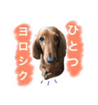 うちのみつwith友（個別スタンプ：12）