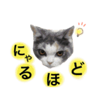 うちのみつwith友（個別スタンプ：16）