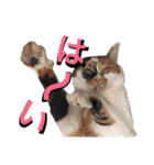 うちのみつwith友（個別スタンプ：19）