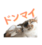 うちのみつwith友（個別スタンプ：24）