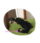 うちのみつwith友（個別スタンプ：37）