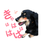 うちのみつwith友（個別スタンプ：39）