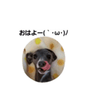 イタグレのRay（個別スタンプ：1）