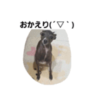 イタグレのRay（個別スタンプ：5）