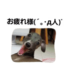 イタグレのRay（個別スタンプ：8）