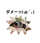 イタグレのRay（個別スタンプ：11）