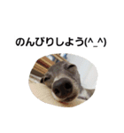 イタグレのRay（個別スタンプ：16）
