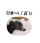 イタグレのRay（個別スタンプ：17）