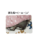 イタグレのRay（個別スタンプ：21）