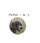 イタグレのRay（個別スタンプ：23）
