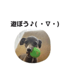 イタグレのRay（個別スタンプ：29）