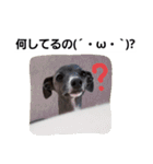 イタグレのRay（個別スタンプ：32）
