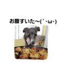 イタグレのRay（個別スタンプ：33）