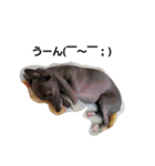 イタグレのRay（個別スタンプ：36）
