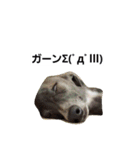 イタグレのRay（個別スタンプ：40）