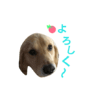 クンちゃんライフ（個別スタンプ：13）