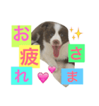 アマンテスファミリー❕（個別スタンプ：3）