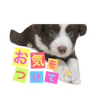 アマンテスファミリー❕（個別スタンプ：4）