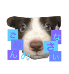アマンテスファミリー❕（個別スタンプ：21）