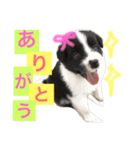 アマンテスファミリー❕（個別スタンプ：23）