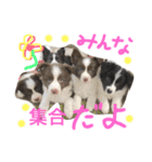 アマンテスファミリー❕（個別スタンプ：26）