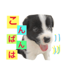 アマンテスファミリー❕（個別スタンプ：30）