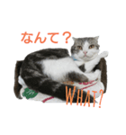 ベネの日常（個別スタンプ：1）