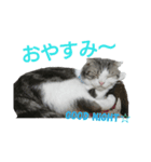 ベネの日常（個別スタンプ：3）