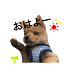 小次朗！（個別スタンプ：2）