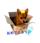 小次朗！（個別スタンプ：5）