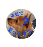 小次朗！（個別スタンプ：22）