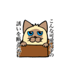 シャム猫と三毛猫（個別スタンプ：1）