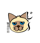 シャム猫と三毛猫（個別スタンプ：7）