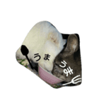 ne--ko's（個別スタンプ：9）