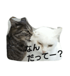 ne--ko's（個別スタンプ：10）