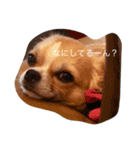 チワワのカイル（個別スタンプ：2）