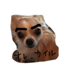 チワワのカイル（個別スタンプ：9）