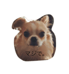 チワワのカイル（個別スタンプ：10）