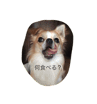 チワワのカイル（個別スタンプ：14）