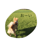 チワワのカイル（個別スタンプ：15）