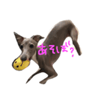 イタグレ'ULU（個別スタンプ：7）