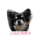 チワワのクレアちゃん（個別スタンプ：1）
